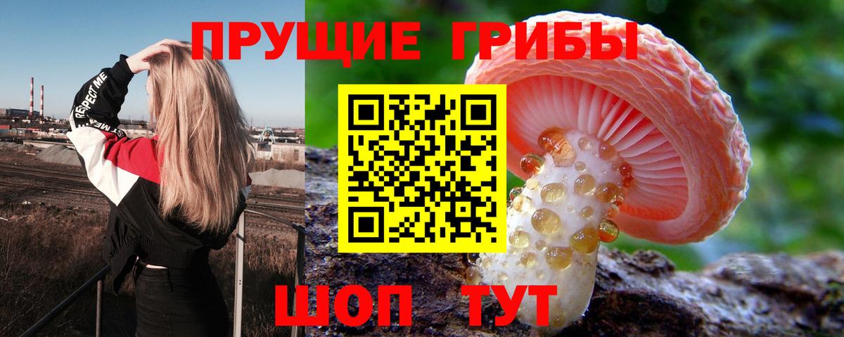 Галлюциногенные грибы Psilocybe Оренбург